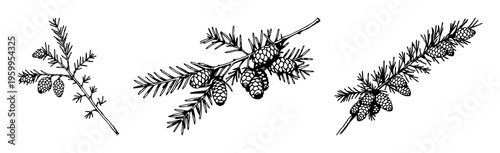 Cedar branch set with vintage ink sketch of clusters of cones featuring botanical engraving style, white background, line art illustration with ink and wood texture