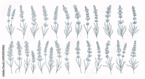 Lavender flowers in various stages.