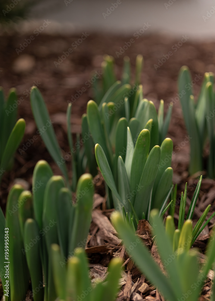 Fototapeta premium crocus blooming in Spring