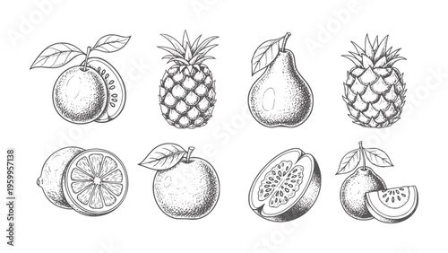 Black and white hand drawn of eight assorted fruits orange pineapple pear lemon