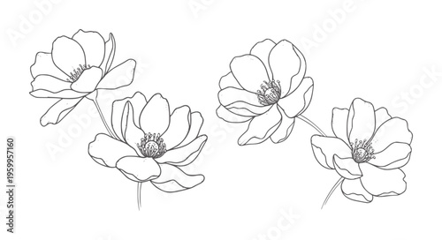 Black and white line of four stylized anemone flowers with stems