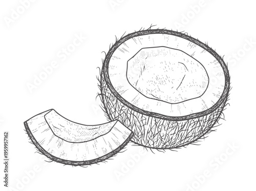 Black and white line of a halved coconut with fibrous husk crosssection
