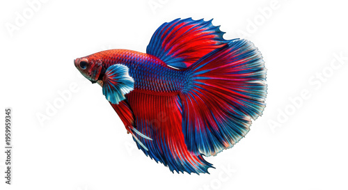 Vibrant red and blue betta fish swimming