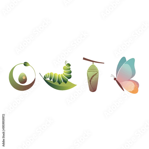 Life cycle of a butterfly stages.