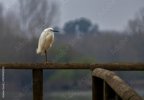 Little white egret perched on a hedge in natural setting
