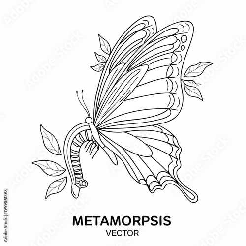 Metamorphosis of a butterfly from caterpillar.