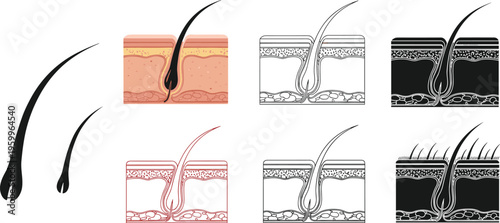 Hair follicle structure diagram set, skin anatomy illustration, medical dermatology concept, flat vector design, black and white cad drawing style