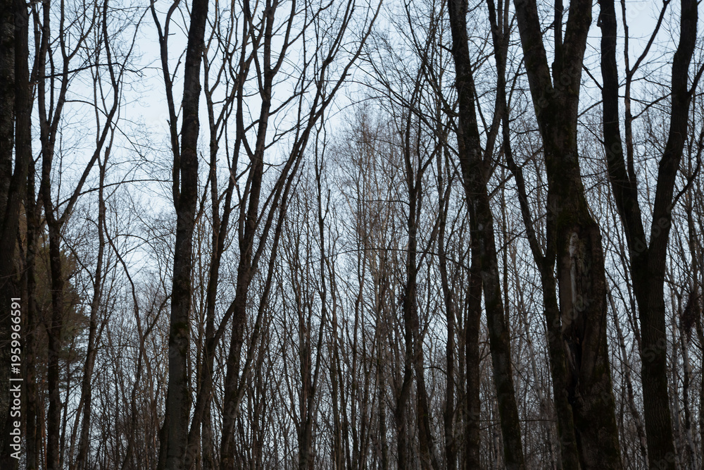 Obraz premium Trees in the winter blue sky