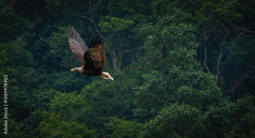 Fototapeta premium Majestic Philippine Eagle soaring in dense forest habitat