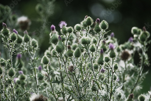 Invasive bull thistle plant closeup in Texas environment.