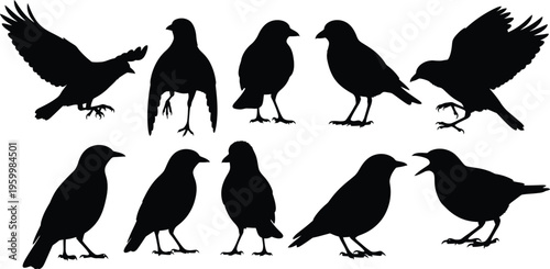 Silhouette of a murder of crows in flight and at rest