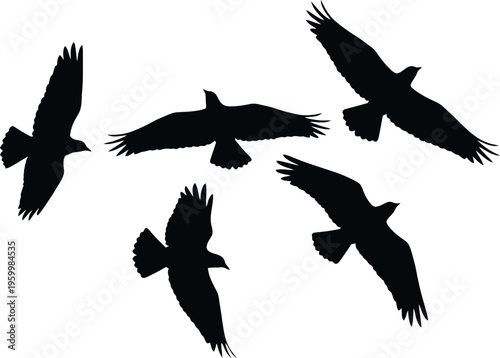 Silhouette of five birds in flight formation