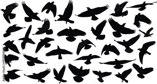 Silhouette of multiple birds in flight on a white background