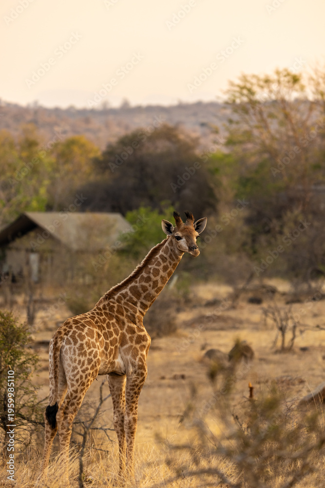 Obraz premium A Young Giraffe Standing in the South African Bush at Sunset in Kruger National Park, South Africa