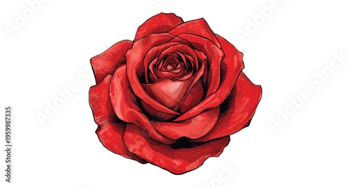 Hand drawn detailed illustration of a vivid red rose flower