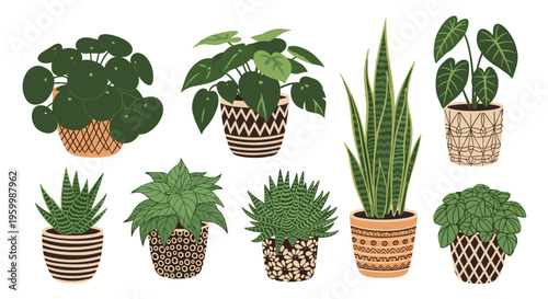Selection of common houseplants in patterned terracotta and ceramic pots including a snake plant, cactus, and pilea peperomioides.