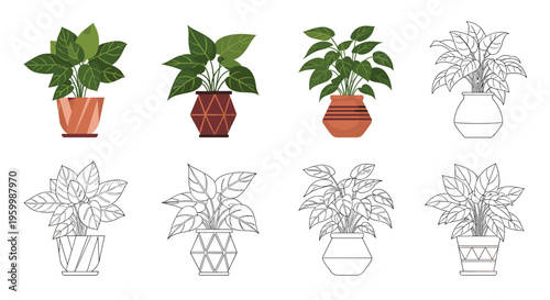 Houseplants in decorative pots shown in both colored versions and black and white line art to depict various indoor botanical species.