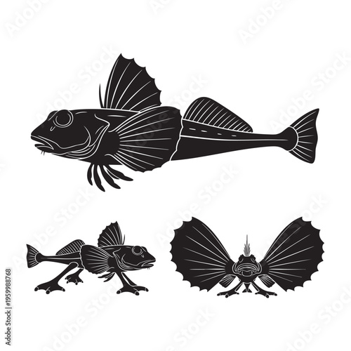 Gurnard Three Pose Walking Fins Wing Display Silhouette Vector