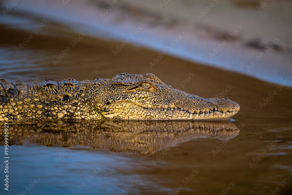 Obraz premium Nile crocodile in Chobe River