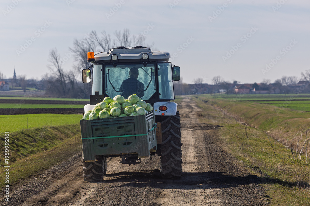 Obraz premium Farm Tractor Carrying Fresh Cabbage Crates Down Rural Dirt Road During Winter Harvest