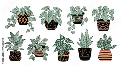 Selection of leafy houseplants in modern black pots with geometric patterns to illustrate contemporary indoor gardening and decor.