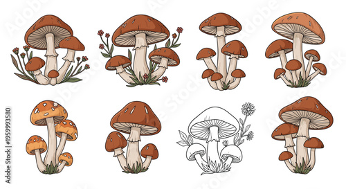 Large set of various mushroom species includes fly agaric and bolete varieties illustrated in a detailed hand-drawn style with floral accents.