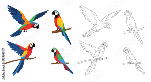 Set of colorful macaw parrots shown in various flight and perched positions alongside matching line art versions for coloring and design work.
