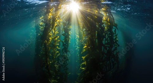Radiance streaming down through underwater kelp nourishing marine habitats