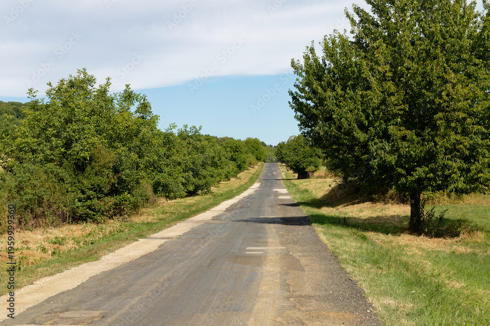 Naklejka premium Long, empty country road lined with lush green trees under a clear blue sky