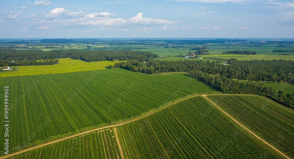 Fototapeta premium Mato Grosso agriculture boosted by large scale soybean plantations