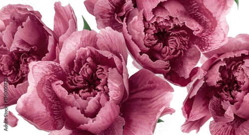 Handcrafted watercolor image of beautiful marsala peonies on white background for design accents