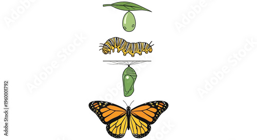 Butterfly Life Cycle Stages Metamorphosis Transformation.