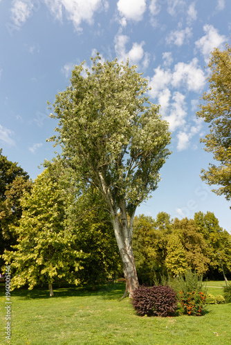 Konstfotografi Tall poplar tree with lush green foliage stands in a sunny park on a clear day
