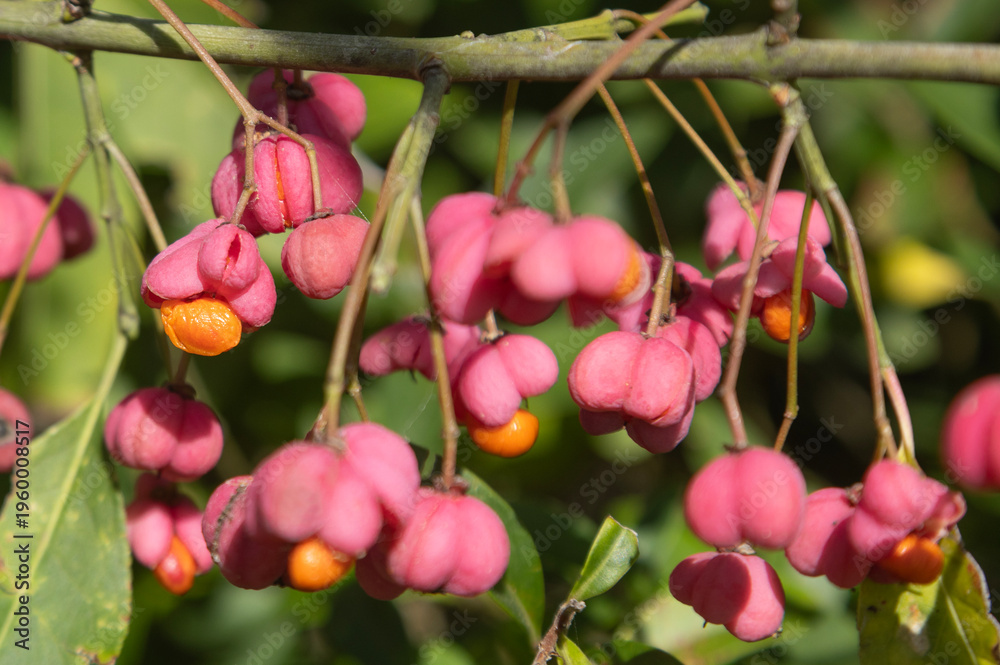 Obraz premium Gros plan des baies roses du Euonymus europaeus