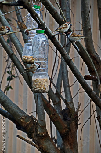 Sparrows wait their turn to feed on grains from feeders hung from the branches of a tree, Sofia, Bulgaria 