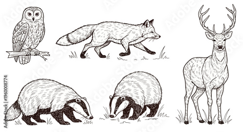 Wild Animals Owl Fox Badger Deer Illustration.