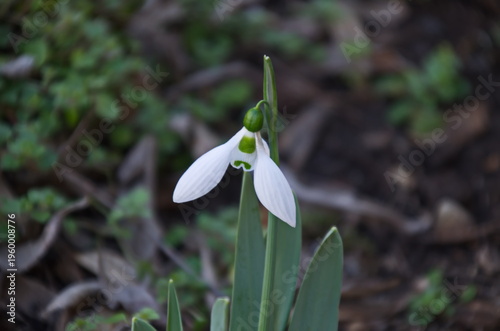 Fresh white snowdrop in garden at early spring, Sofia, Bulgaria  