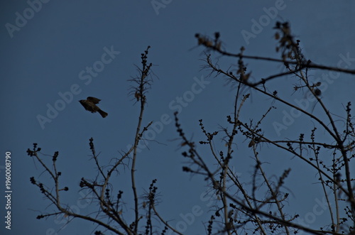 A sparrow in flight around budding tree branch tips in early spring, Sofia, Bulgaria  