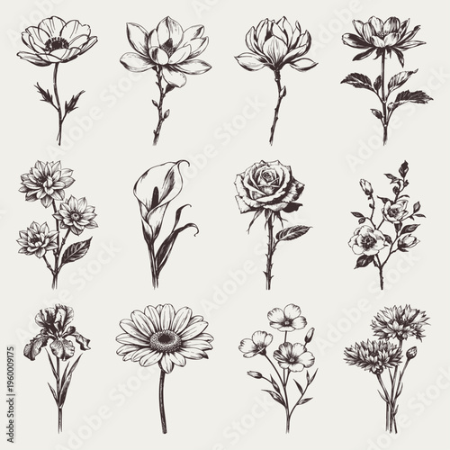 Vintage Botanical Flower Set Hand Drawn Floral Illustration Collection