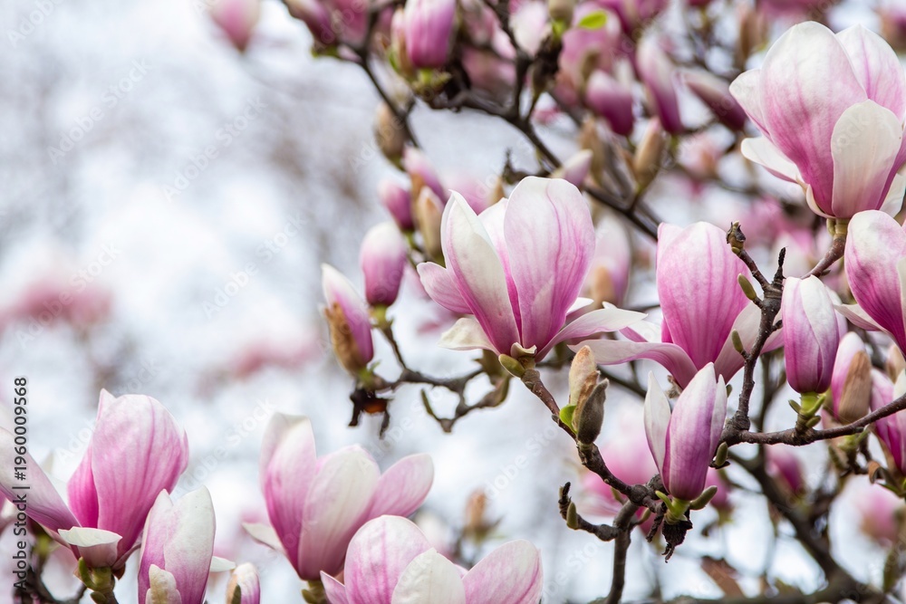 Fototapeta premium Blooming Pink Magnolia Flowers on Tree Branches – Spring Blossom Background