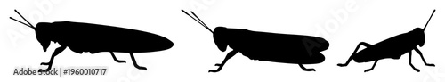 Grasshopper set with silhouette line art design featuring insects, nature, ecological illustration with black and white and outline