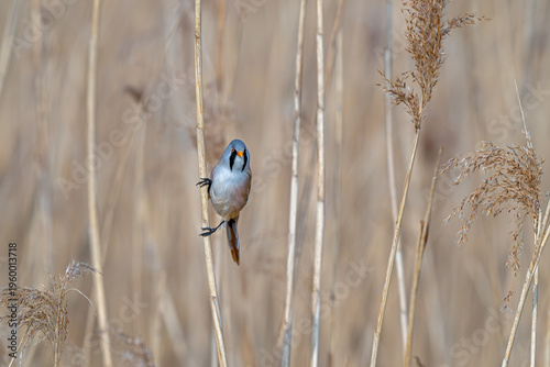 Bearded reedling / bearded tit (Panurus biarmicus) adult male perched on reed stem while foraging among seed heads in reedbed at wetland in spring