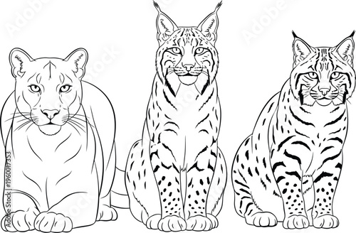 Beautiful black and white line art illustration of three distinct wild cats a majestic cougar a striking lynx and a spotted bobcat displayed together for educational content.