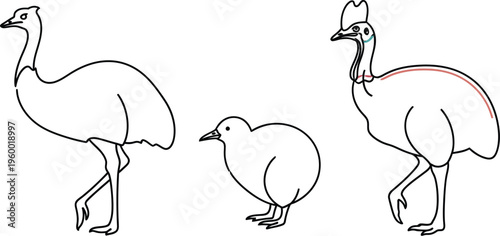 Simple line art illustration depicting a group of three flightless birds including an emu and a cassowary with its chick