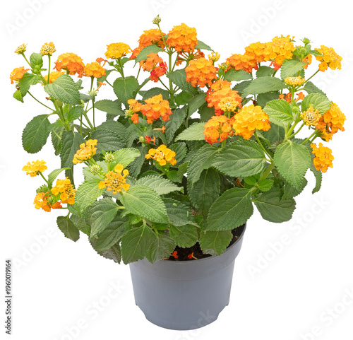 Foto Lantana orange et jaune en pot