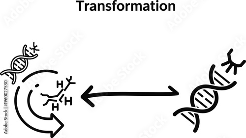 Bacterial transformation process vector illustration showing DNA uptake gene transfer mechanism microbiology concept in simple line style diagram