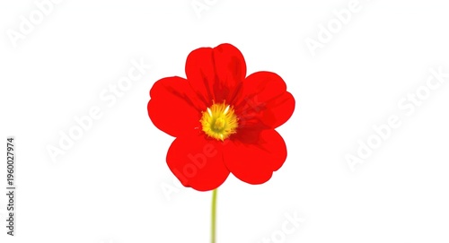 Macro view of a vibrant red nasturtium flower with sharp focus and white backdrop featuring copy space