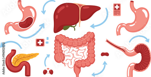 Digestive system organs vector illustration featuring stomach liver intestines pancreas and digestion process with arrows in medical anatomy diagram set