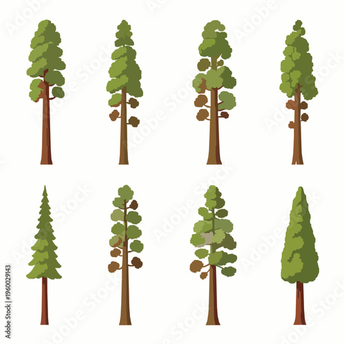 Sequoia tree vector icon set giant tree illustration EPS10 isolated on white