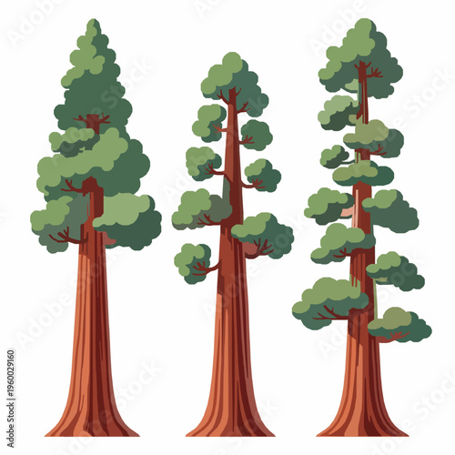 Stylized big sequoia tree vector illustration set EPS10 isolated on white